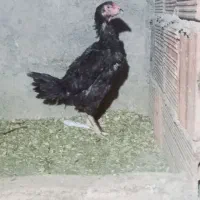 خروس مرغ لاری|حیوانات مزرعه|رامیان, |دیوار