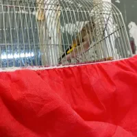 فروش 3تا سهره کرمونی|پرنده|ششده و قره بلاغ, |دیوار