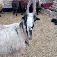 دوبرجلوگرد|حیوانات مزرعه|قمرود, |دیوار