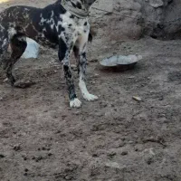 این سگ فروشی است