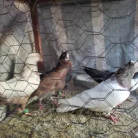 کبوتر رنگی به شرط دور