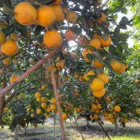 فروش باغ پرتقال بارده با شالیزار و امکانات کامل