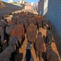 54 راس گوسفند زاییده جفتی 46میلیون با بره