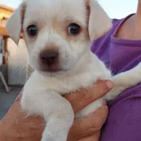 سگ شیترو تریر