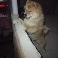 سگ چاوچاو نرو لاس پاپی|سگ|ابریشم, |دیوار