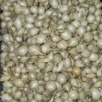 فروش غده پیاز مینروا و ریوبراوو(پیاز زرد)