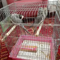 یک جفت عروس هلندی به همراه یک جوجه|پرنده|مشهد, جانباز|دیوار