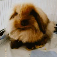 خرگوش لوپ + قفس