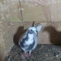 آبی عرب|پرنده|سراجو, |دیوار