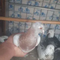 کفتر پرشی به شرط پرش