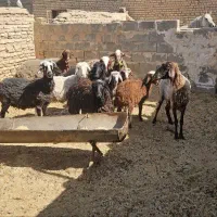 گوسفندافشاری