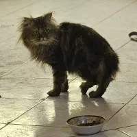 گربه بریتیش چنچیلا نر