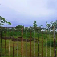 باغ کیوی درلیسار