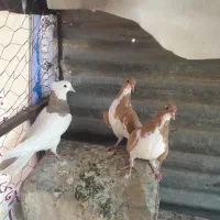 خوشرنگ زرد چشم چنگ سفید|پرنده|شیراز, مسلم|دیوار