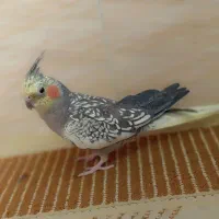 عروس هلندی|پرنده|محلات, |دیوار