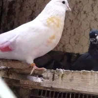 کبوتر گم شده|پرنده|رامیان, |دیوار