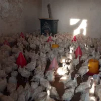 جوجه بوقلمون گوشتی بیوتی ۶