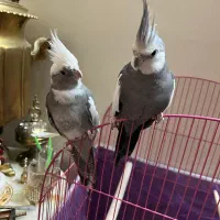 عروس هلندی نژاد دوکت(اهل اهل )|پرنده|خسروشاه, |دیوار