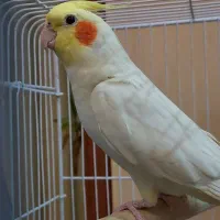 طوطی عروس هلندی لوتینو نر|پرنده|اردبیل, |دیوار