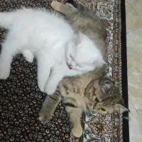 بریتیش اصیل|گربه|تبریز, |دیوار