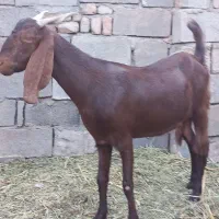 بز پاکستانی  ابست