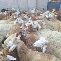 ارگانیک دام مزرعه گوسفند زنده کم شکم /پروار شده|حیوانات مزرعه|کرج, خرمدشت|دیوار