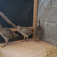 مرغ و خروس آمریکایی و ایرانی