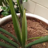 گل طبیعی با گلدان وخاک برگ گلخونه ای|گل و گیاه طبیعی|ایذه, |دیوار