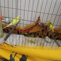 مرغ عشق|پرنده|لامرد, |دیوار