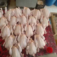 مرغ فروشی زنده دزفول(کوت سید نعیم)