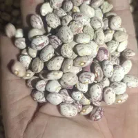 لوبیا چیتی