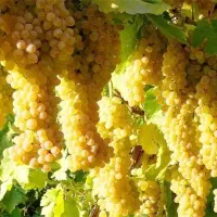 انگور بیدونه|خوردنی و آشامیدنی|تهران, تهرانسر شمالی|دیوار