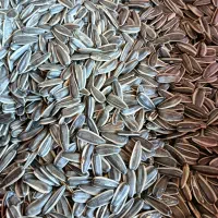 عرضه تخمه آفتابگردان نمکی و طعم دار