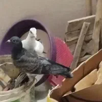 کفتر آلمانی سوسکی بزک