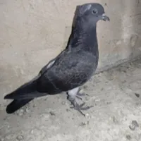 کفتر کبوتر جوجه کاکلی سرور و سینماش|پرنده|قم, هفت تیر|دیوار