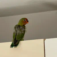 جوجه طوطی برزیلی