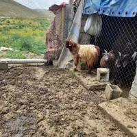 ۱۰عددبز نر