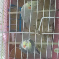 یک جفت عروس هلندی با جوجه