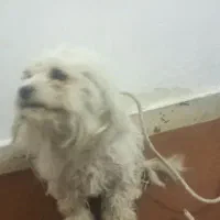 قیمت فروش 1500000تومان|سگ|یاسوج, |دیوار