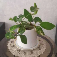 گل پتوس زیبا