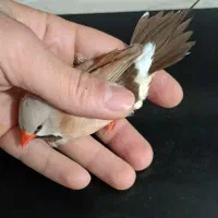 فنچ کرواتی آلبینو|پرنده|تهران, فدک|دیوار