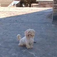 با سلام سگ پاکوتاه پشمالو قیمت 1700