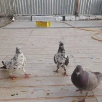 کفتر ۳تا ماده پلاکی سینه ماش