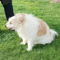 سگ گمشده|سگ|مراغه, |دیوار