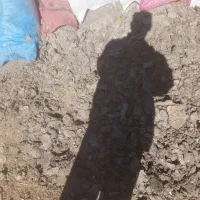 فروش کود مرغی|لوازم جانبی حیوانات|دشمن زیاری, |دیوار