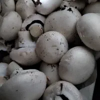 قارچ دو