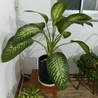 گل طبیعی