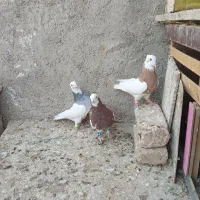 کفتر بهبهانی