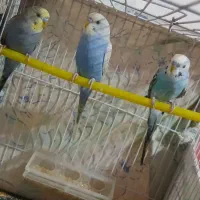 سه تا مرغ عشق فروشی