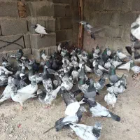 کفتر
